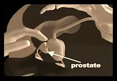 Ông đã lấy con chó đến xxx video nhat ban bãi biển và xé lên sân trên bãi cỏ.